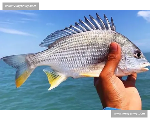 岱山海钓者意外发现：不同鱼类竟有独特 “语言”，百年渔谚暗藏声学密码